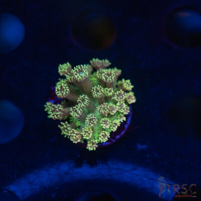 TR  Blueberry Daisy Goniopora K01