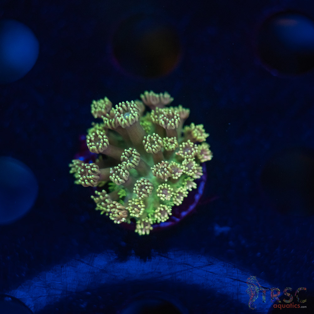 TR Blueberry Daisy Goniopora K01 3 TR  Blueberry Daisy Goniopora K01