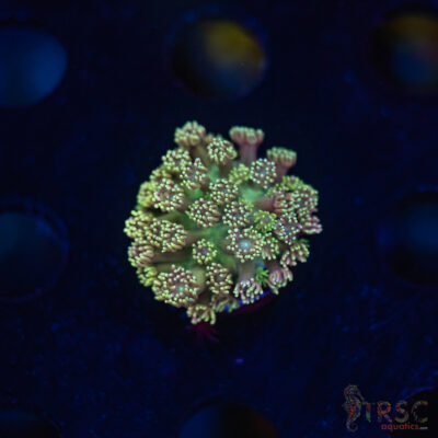 TR  Blueberry Daisy Goniopora K02