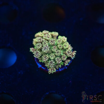 TR  Blueberry Daisy Goniopora K03