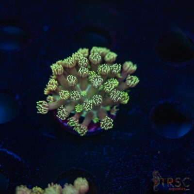 TR  Blueberry Daisy Goniopora K06