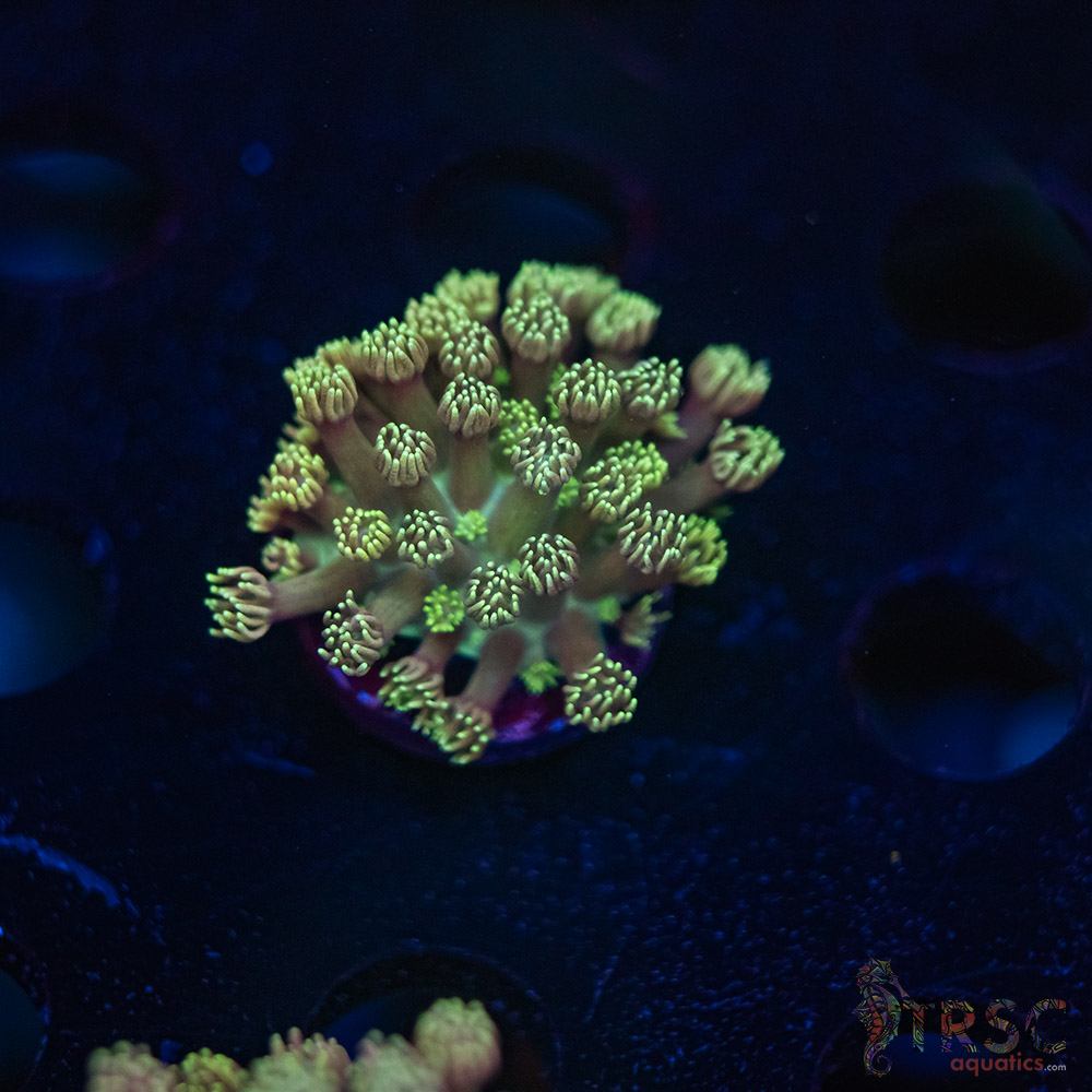 TR Blueberry Daisy Goniopora K06 3 TR  Blueberry Daisy Goniopora K06