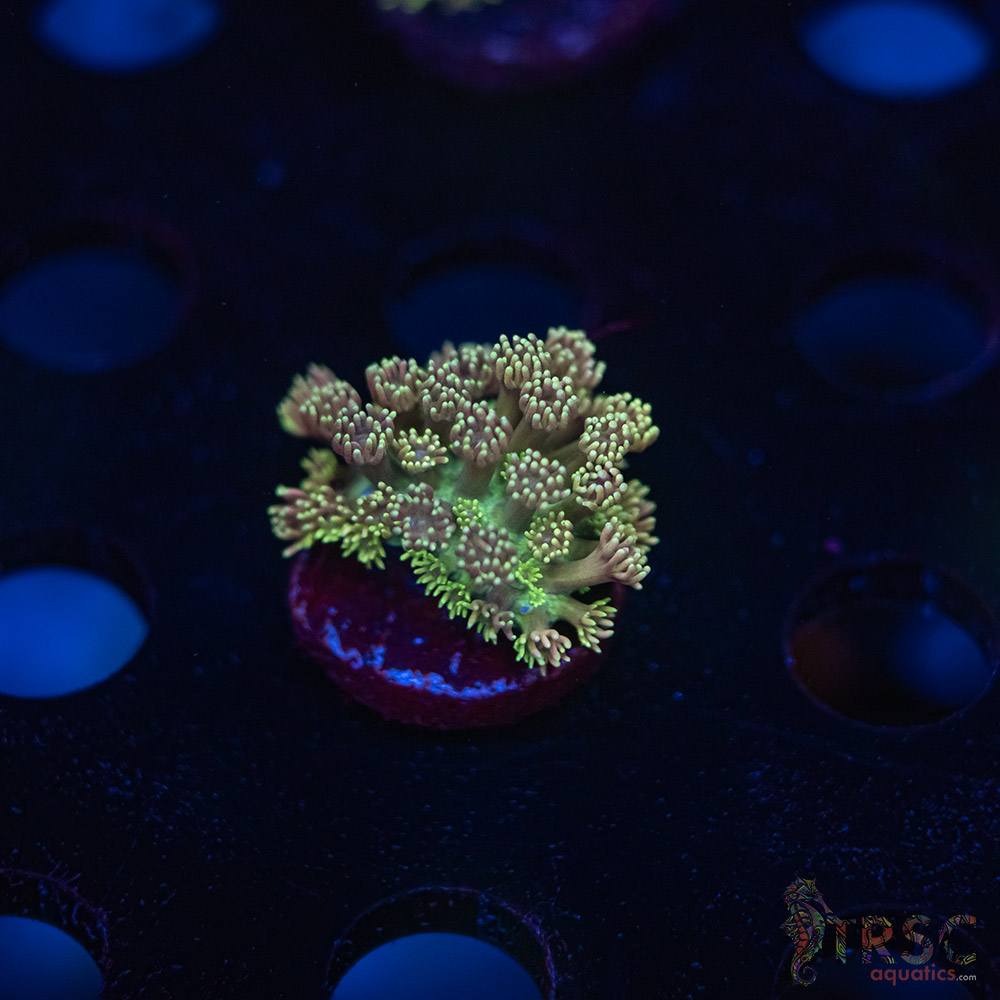 TR Blueberry Daisy Goniopora K09 3 TR  Blueberry Daisy Goniopora K09