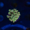 TR Cotton Candy/Green Goniopora L01