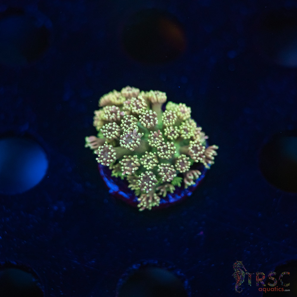 TR Cotton Candy/Green Goniopora L03 3 TR Cotton Candy/Green Goniopora L03