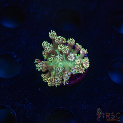 TR Cotton Candy/Green Goniopora L04