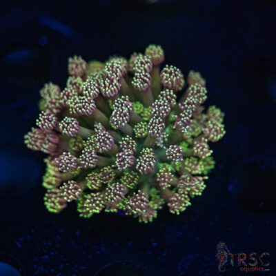 TR Cotton Candy/Green Goniopora L05