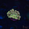 TR Cotton Candy/Green Goniopora L07 1 TRSC 10282025 GONI L07
