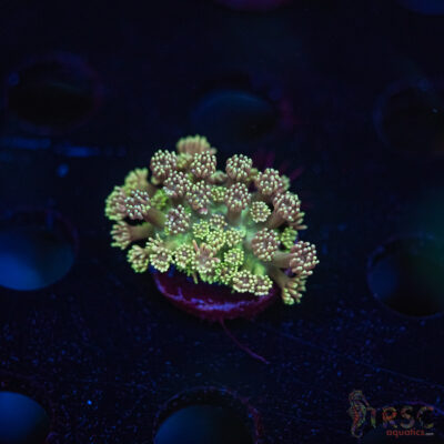 TR Cotton Candy/Green Goniopora L07
