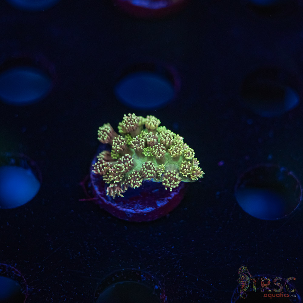TR Cotton Candy/Green Goniopora L08 3 TR Cotton Candy/Green Goniopora L08