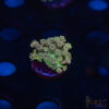 TR Cotton Candy/Green Goniopora L09