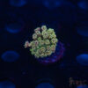 TR Cotton Candy/Green Goniopora L10 2 TRSC 10282025 GONI L10