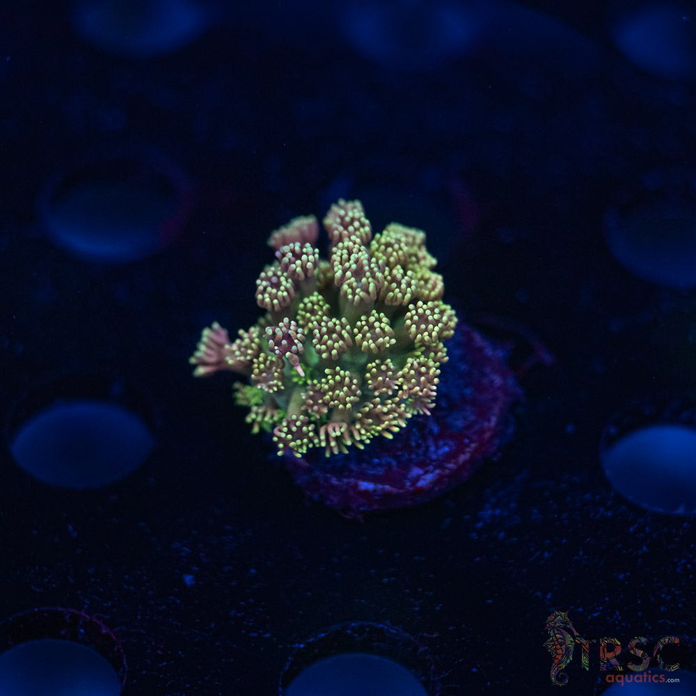 TR Cotton Candy/Green Goniopora L10 3 TR Cotton Candy/Green Goniopora L10