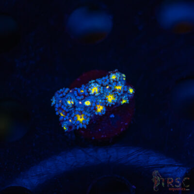 TR Yellow Daisy Goniopora M01