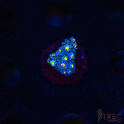 TR Yellow Daisy Goniopora M02