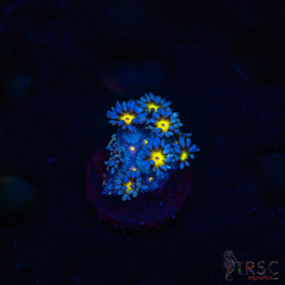 TR Yellow Daisy Goniopora M03