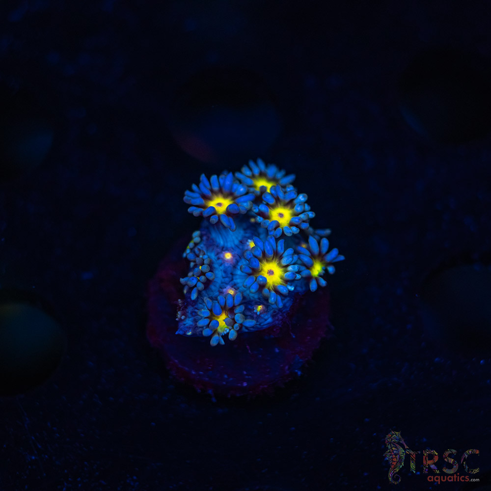 TR Yellow Daisy Goniopora M03 3 TR Yellow Daisy Goniopora M03