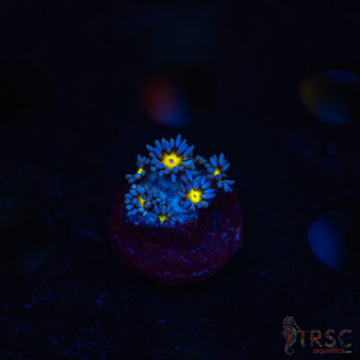 TR Yellow Daisy Goniopora M04