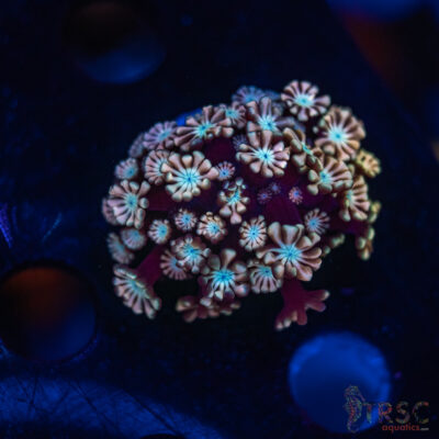 TR Sakura Alveopora/Goniopora M05