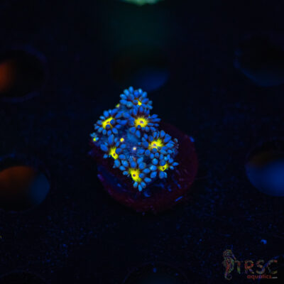 TR Yellow Daisy Goniopora M06