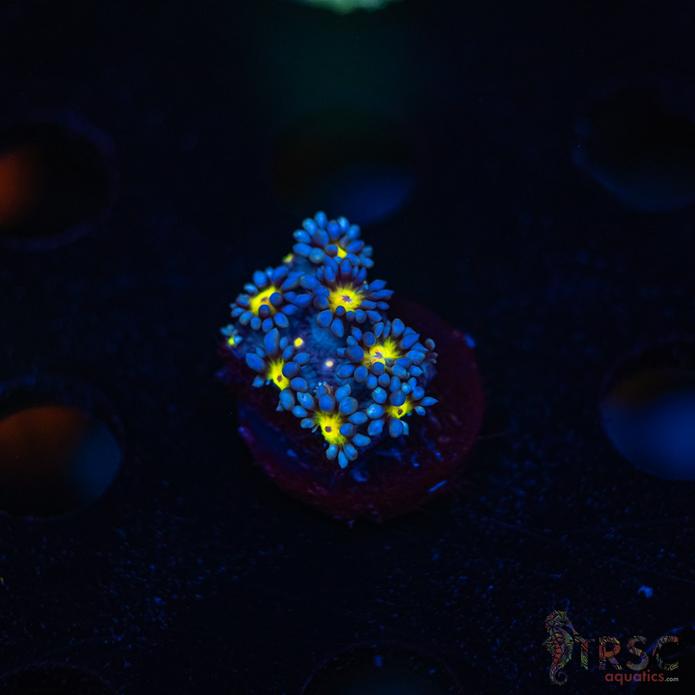 TR Yellow Daisy Goniopora M06 3 TR Yellow Daisy Goniopora M06