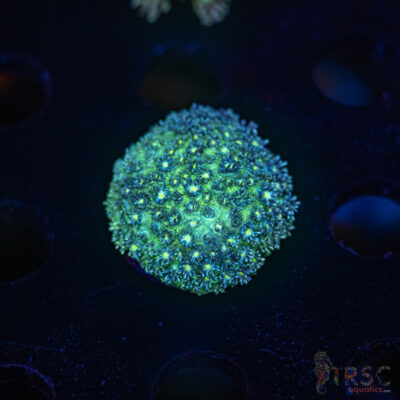 TR Green Goniopora M07