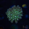 TR Green Goniopora M08 1 TRSC 10282025 GONI M08