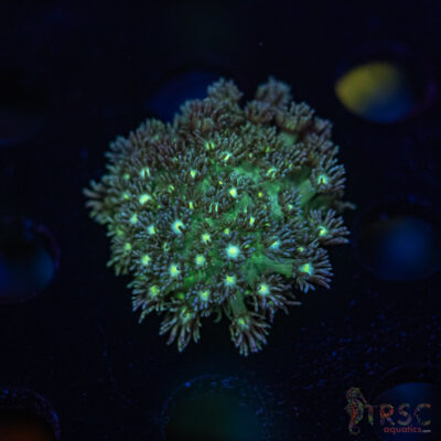 TR Green Goniopora M08