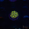 TR Yellow Eye Goniopora M09 1 TRSC 10282025 GONI M09