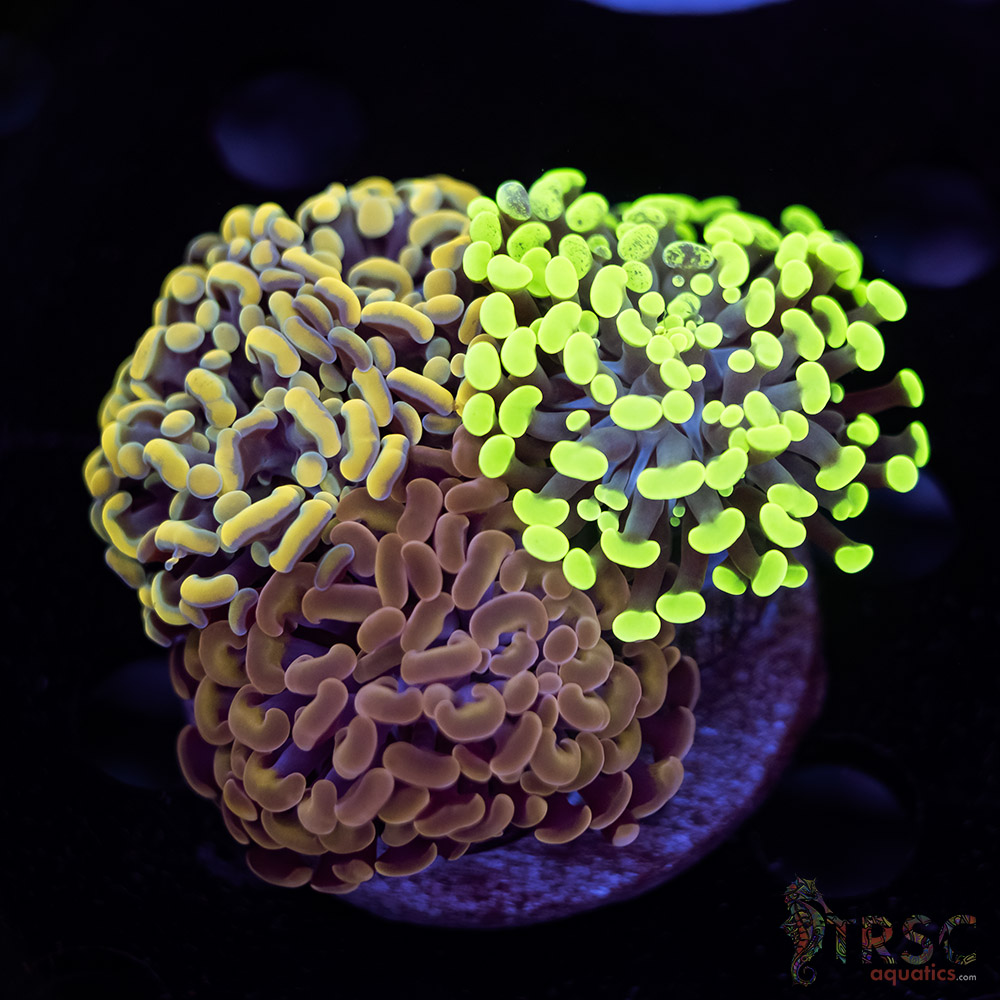 Hammer Garden J09 3 Hammer Garden J09