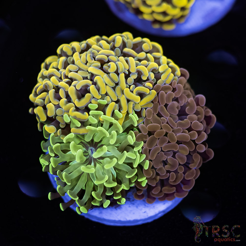 Hammer Garden J10 3 Hammer Garden J10