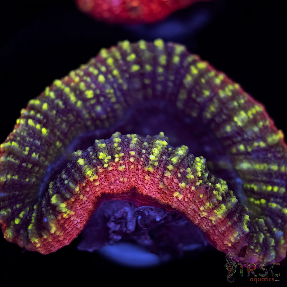 TRSC Lobo A04 3 TRSC Lobo A04