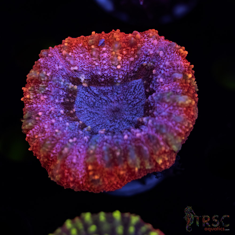 LIVE CORALS FOR SALE LPS, SPS, SOFTIES & DRY GOODS 3 TRSC 10282025 LOBO A05