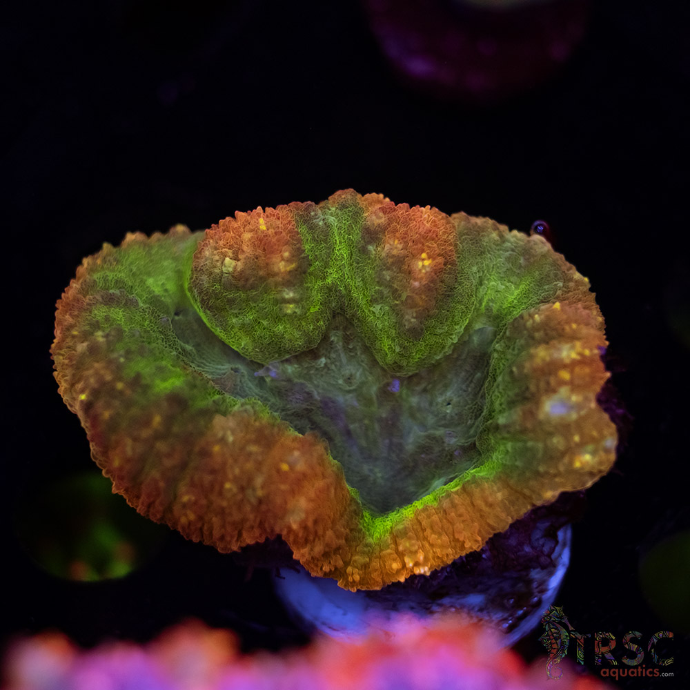 TRSC Lobo A07 3 TRSC Lobo A07