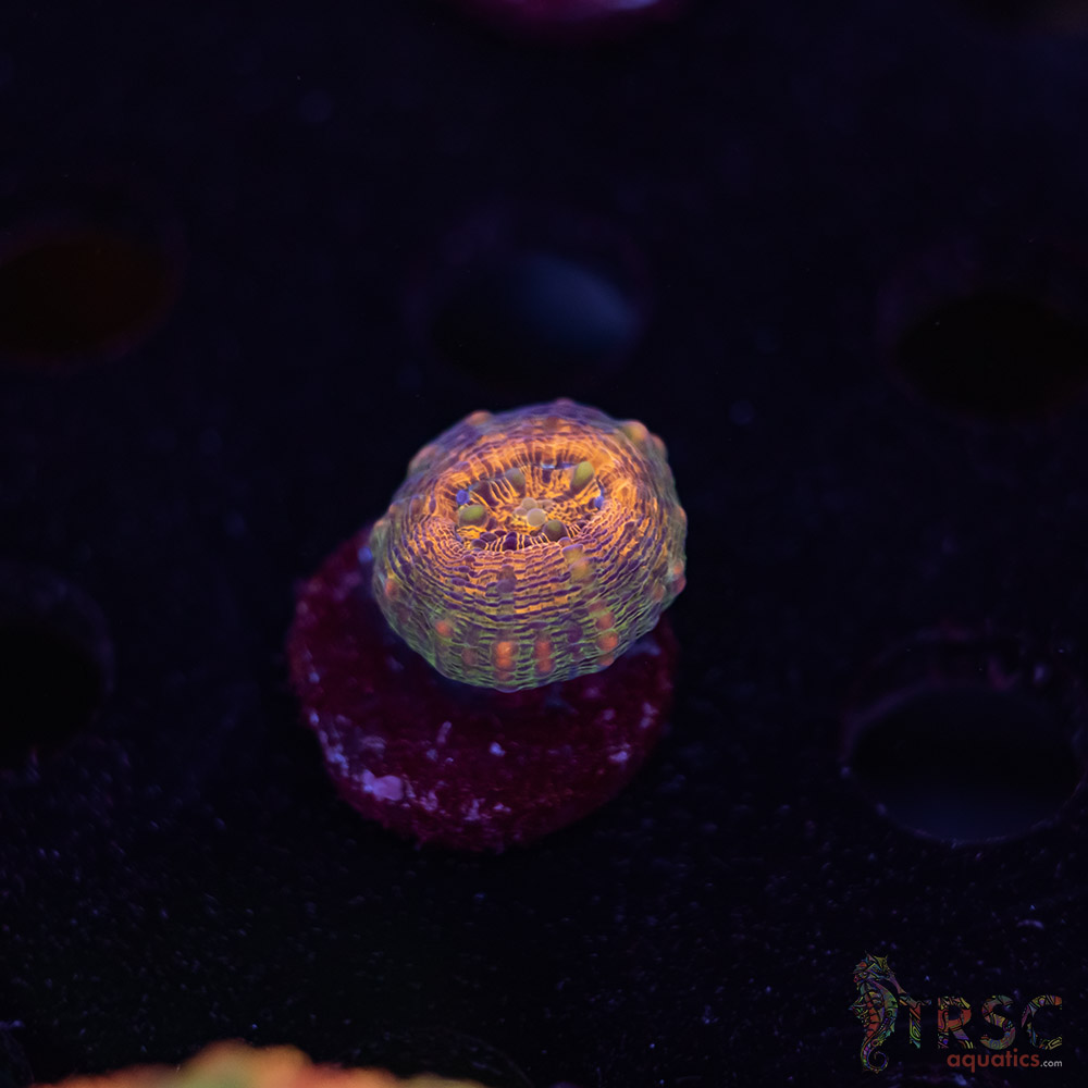 TRSC Lobo A08 3 TRSC Lobo A08