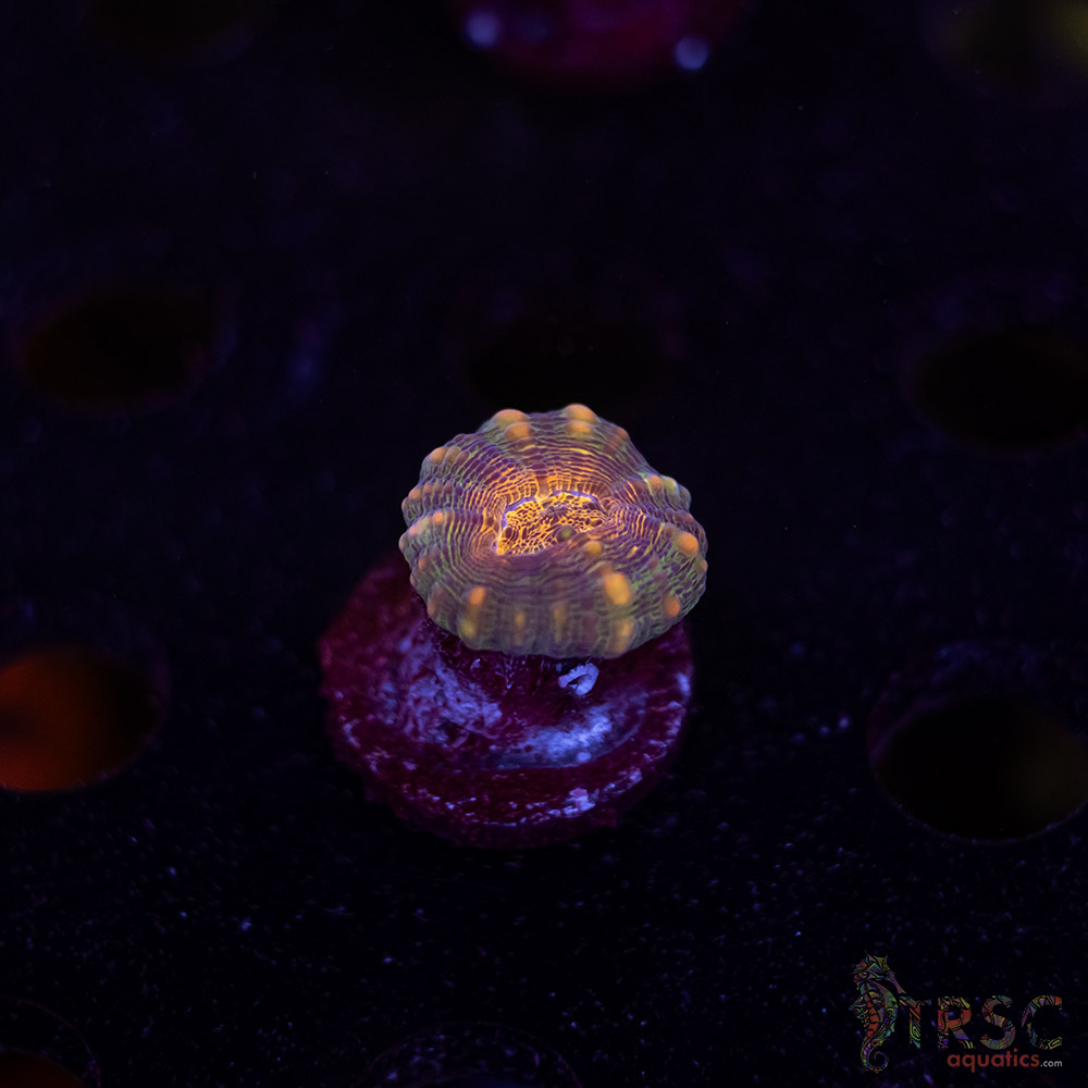 TRSC Lobo A09 3 TRSC Lobo A09