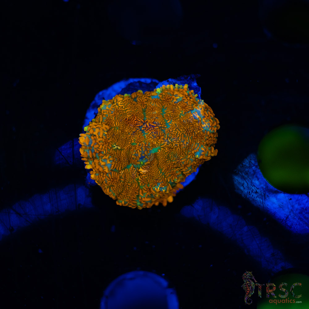 Orange Rhodactis A01 2 Orange Rhodactis A01