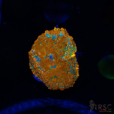 Orange Rhodactis A02