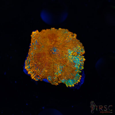 Orange Rhodactis A03