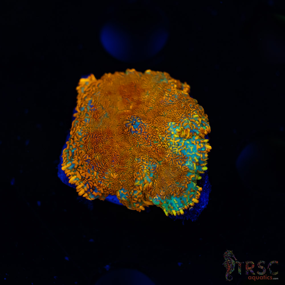 Orange Rhodactis A03 3 Orange Rhodactis A03