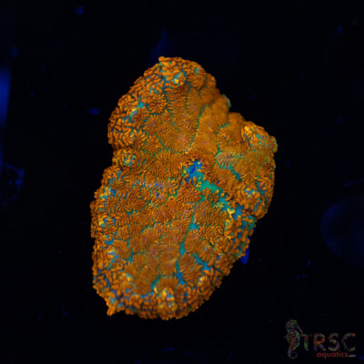 Orange Rhodactis A04