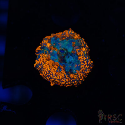 Fire Engine Red Rhodactis A06