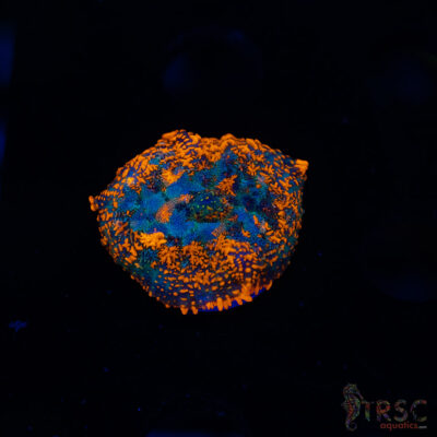 Fire Engine Red Rhodactis A07