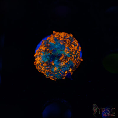 Fire Engine Red Rhodactis A08