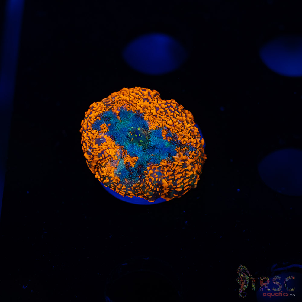 Fire Engine Red Rhodactis A10 3 Fire Engine Red Rhodactis A10