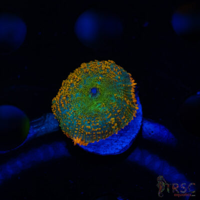 LIVE CORALS FOR SALE LPS, SPS, SOFTIES & DRY GOODS 22 Shades of Fall Rhodactis B01