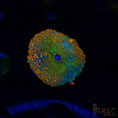 Shades of Fall Rhodactis B02