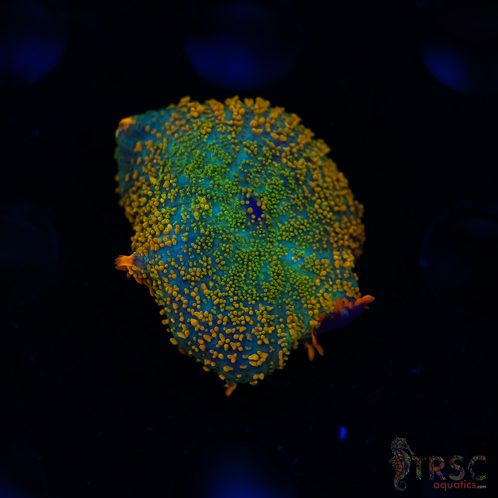 Shades of Fall Rhodactis B04 3 Shades of Fall Rhodactis B04