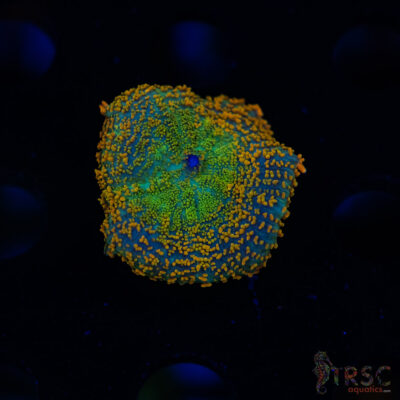 Shades of Fall Rhodactis B05