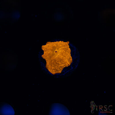 Orange Jawbreaker Shroom (Green/Red Parent) B10